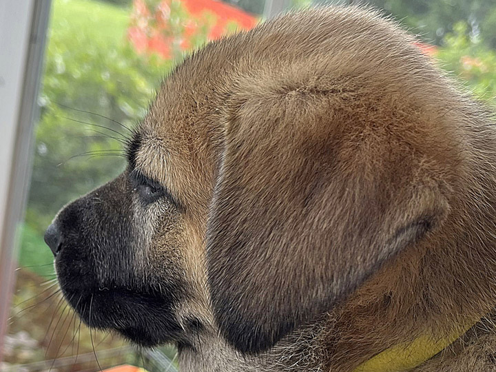 chinook puppy